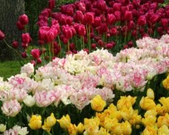 Tulip 'Belicia' 18 Tulip 'Belicia' -Flowers Sales Store tulip belicia 4 ff9d3475 810c 4b13 a9f9 bc1f620a54bd