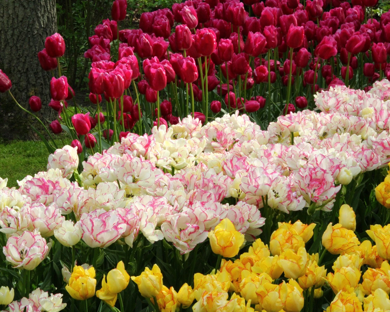 Tulip 'Belicia' 10 Tulip 'Belicia' - Image 8