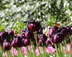 Tulip 'Black Hero' -Flowers Sales Store tulip black hero 1 156c0c77 3f04 49bd 9593 4252c98671dd