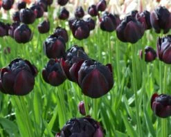 Tulip 'Black Hero' -Flowers Sales Store tulip black hero 2