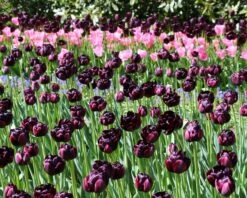 Tulip 'Black Hero' -Flowers Sales Store tulip black hero 3 5148c29a 36d6 402a 88d4 ec94d1a21654