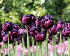 Tulip 'Black Hero' -Flowers Sales Store tulip black hero 4 800a10de 59f0 49a4 aa60 dc6bfa11d119