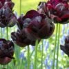 Tulip 'Black Hero' 2 Tulip 'Black Hero' -Flowers Sales Store tulip black hero 5
