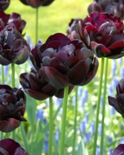 Tulip 'Black Hero'
