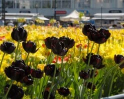 Tulip 'Black Hero' -Flowers Sales Store tulip black hero 6