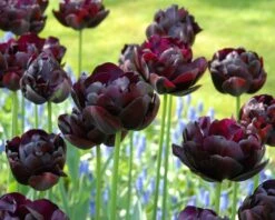 Tulip 'Black Hero' -Flowers Sales Store tulip black hero 7