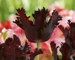 Tulip 'Black Parrot' -Flowers Sales Store tulip black parrot 1 cd905e29 b8fc 493d aa0b 9f10c2fb86bf
