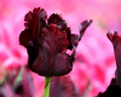 Tulip 'Black Parrot' -Flowers Sales Store tulip black parrot 2 b80ba303 a16e 4bd9 b8d3 ac29898fd063