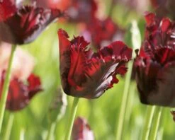 Tulip 'Black Parrot' -Flowers Sales Store tulip black parrot 2 d4534a07 9d42 45e0 8c0b c3aaeb3e862d