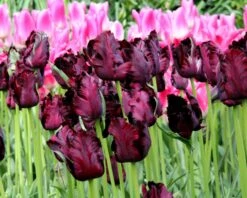 Tulip 'Black Parrot' -Flowers Sales Store tulip black parrot 3 291b1288 3a27 4c3e b583 613db30689d0