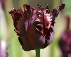 Tulip 'Black Parrot' -Flowers Sales Store tulip black parrot 3 e38081cf 112f 4049 a1d3 4ae64804feb0