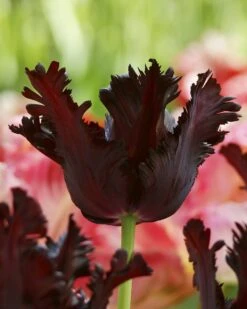 Tulip 'Black Parrot' -Flowers Sales Store tulip black parrot 4 10753e7a 038d 449d aa38 0d776718e24d