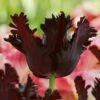 Tulip 'Black Parrot' -Flowers Sales Store tulip black parrot 4 ad42b4b2 1501 417a ac4e 16aae9d0c647