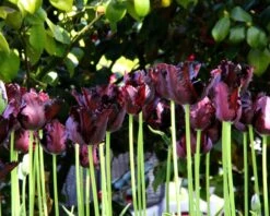 Tulip 'Black Parrot' -Flowers Sales Store tulip black parrot 5 2fd74c9a 246e 4e2c 8235 573a9b30789c