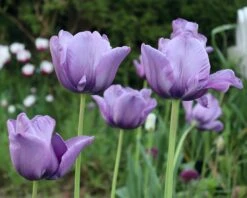 Tulip 'Bleu Aimable' -Flowers Sales Store tulip blue aimable 0