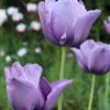 Tulip 'Bleu Aimable' -Flowers Sales Store tulip blue aimable 00
