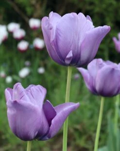Tulip 'Bleu Aimable'