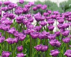 Tulip 'Bleu Aimable' -Flowers Sales Store tulip blue aimable 2