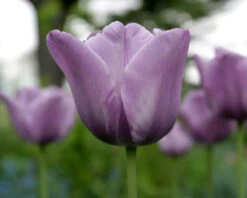 Tulip 'Bleu Aimable' -Flowers Sales Store tulip blue aimable 3