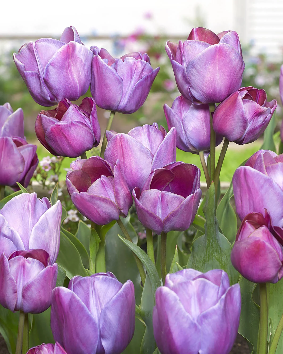 Tulip 'Blue Heaven' 6 Tulip 'Blue Heaven' - Image 4