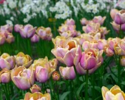 Tulip 'Blue Heaven' 15 Tulip 'Blue Heaven' -Flowers Sales Store tulip blue heaven 1