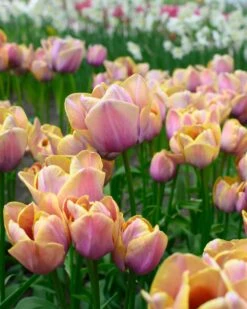 Tulip 'Blue Heaven' 18 Tulip 'Blue Heaven' -Flowers Sales Store tulip blue heaven 2