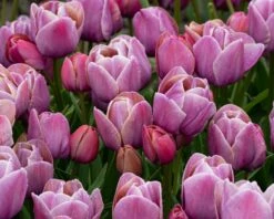 Tulip 'Blue Heaven' 13 Tulip 'Blue Heaven' -Flowers Sales Store tulip blue heaven 3