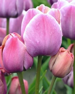 Tulip 'Blue Heaven' 12 Tulip 'Blue Heaven' -Flowers Sales Store tulip blue heaven 6 fc21224c 7b3e 424b a04e bea461cf5d6a