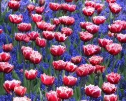 Tulip 'Queensland' 15 Tulip 'Queensland' -Flowers Sales Store tulip brest 1 1dbae36a bbc8 42c8 9f9d c578135c76d4