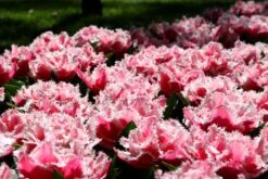 Tulip 'Queensland' 13 Tulip 'Queensland' -Flowers Sales Store tulip brest 2 3f1c3b50 65ae 4724 8d94 b0fe7b274ae2