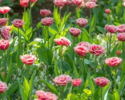 Tulip 'Queensland' 14 Tulip 'Queensland' -Flowers Sales Store tulip brest 3