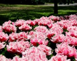 Tulip 'Queensland' 16 Tulip 'Queensland' -Flowers Sales Store tulip brest 3 349568e3 70e7 4b20 bbc1 0cb14de77315