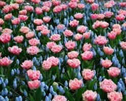 Tulip 'Queensland' 17 Tulip 'Queensland' -Flowers Sales Store tulip brest 4