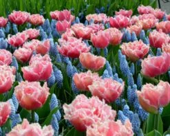 Featured Products -Flowers Sales Store tulip brest 5