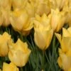 Tulip 'Bright Gem' 1 Tulip 'Bright Gem' -Flowers Sales Store tulip bright gem 0