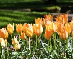 Tulip 'Bright Gem' -Flowers Sales Store tulip bright gem 1 290a38ac 76e8 4aa7 8e4b 0f8bf0067ed5