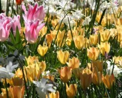 Tulip 'Bright Gem' -Flowers Sales Store tulip bright gem 2 90699219 3b6b 40a4 b816 5241b63f0515