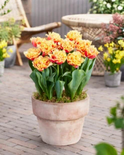 Tulip 'Brisbane' -Flowers Sales Store tulip brisbane 1