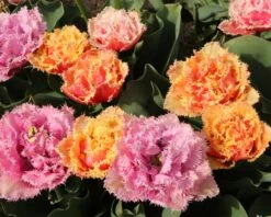 Tulip 'Brisbane' -Flowers Sales Store tulip brisbane 10