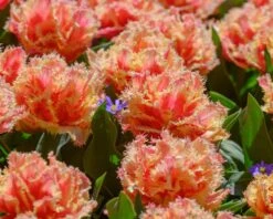 Tulip 'Brisbane' -Flowers Sales Store tulip brisbane 11