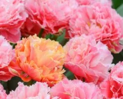 Tulip 'Brisbane' -Flowers Sales Store tulip brisbane 12