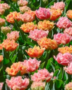 Tulip 'Brisbane' -Flowers Sales Store tulip brisbane 13