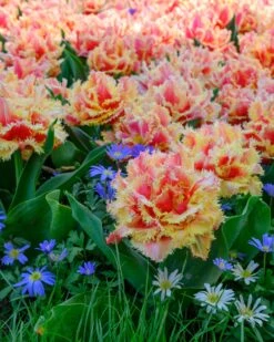 Tulip 'Brisbane' -Flowers Sales Store tulip brisbane 14