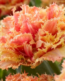 Tulip 'Brisbane' -Flowers Sales Store tulip brisbane 3