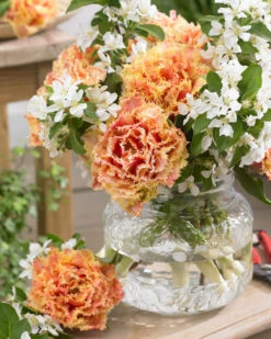 Tulip 'Brisbane' -Flowers Sales Store tulip brisbane 5