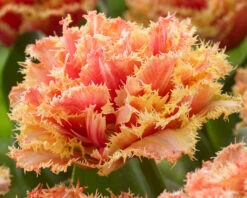 Tulip 'Brisbane' -Flowers Sales Store tulip brisbane 6