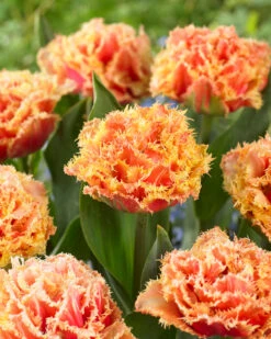 Tulip 'Brisbane' -Flowers Sales Store tulip brisbane 8