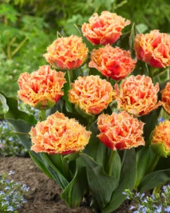 Tulip 'Brisbane' -Flowers Sales Store tulip brisbane 9