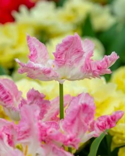 Tulip 'Cabanna' -Flowers Sales Store tulip cabanna 1