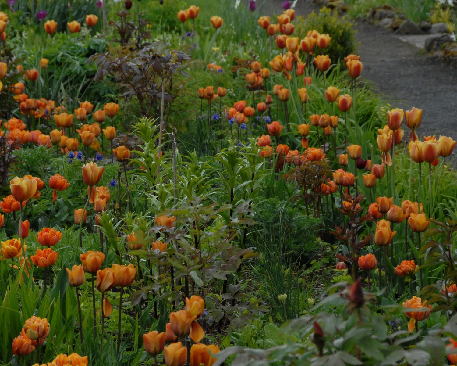 Tulip 'Cairo' 5 Tulip 'Cairo' - Image 3